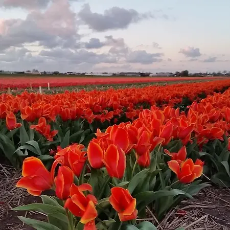 Logement Hellevoetsluis ゲストハウス ヘレヴートスライス