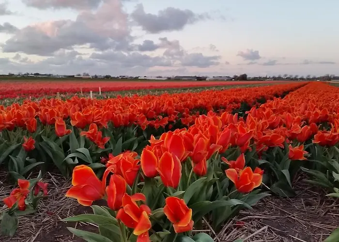 Logement Hellevoetsluis Guest house Hellevoetsluis